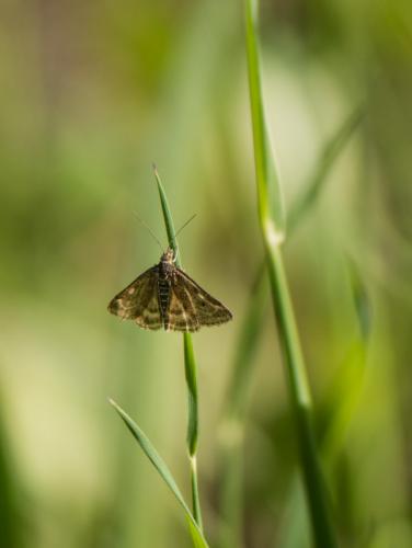 Pyrausta despicata