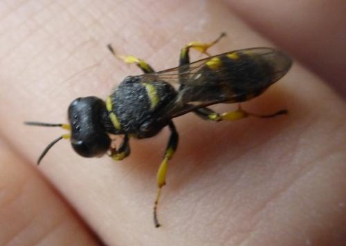 Réf. 202 885 : Ectemnius sp.