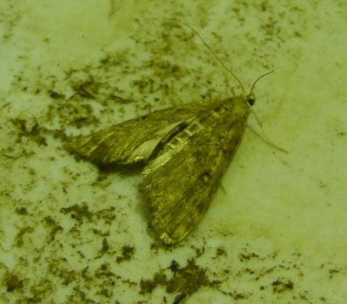 Réf. 202 208 : Parapoynx stratiotata
