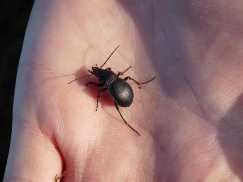Réf. 202 108 : Carabus convexus