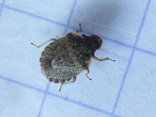 Sciocoris maculatus