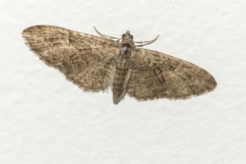 Réf. 202 898 : Eupithecia abbreviata