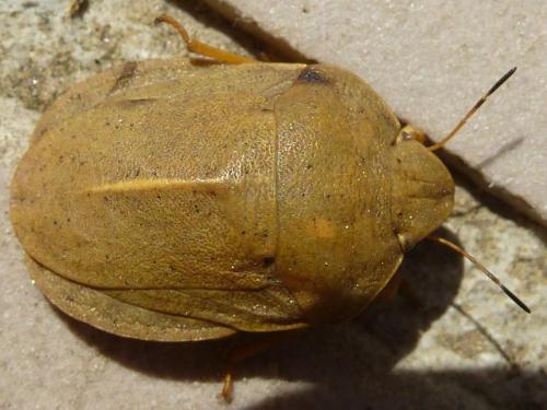 Réf. 202 338 : Eurygaster austriaca