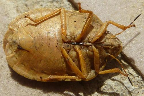 Réf. 202 339 : Eurygaster austriaca