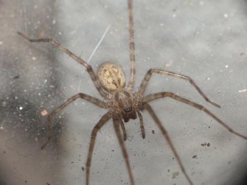 Tegenaria parietina