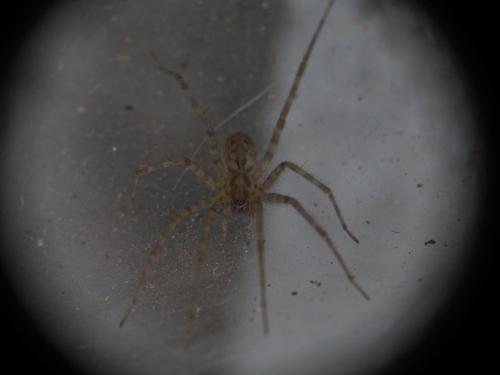 Tegenaria parietina