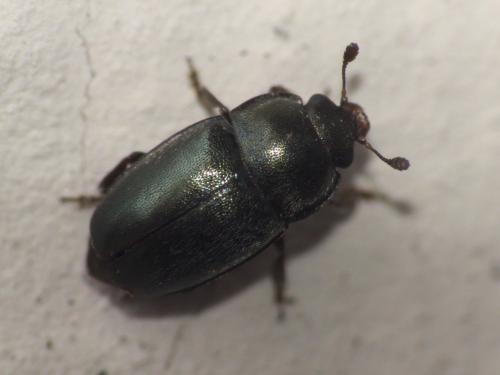 Meligethinae