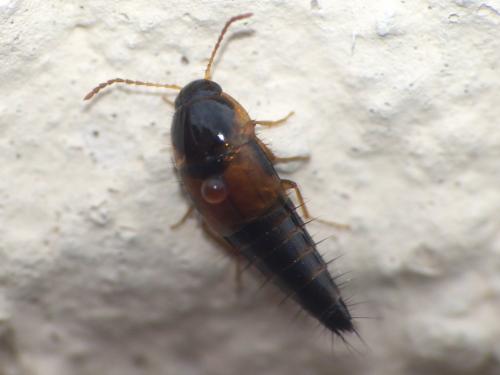 Tachyporus hypnorum