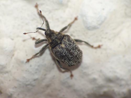 Réf. 202 019 : Ceutorhynchus pallidactylus