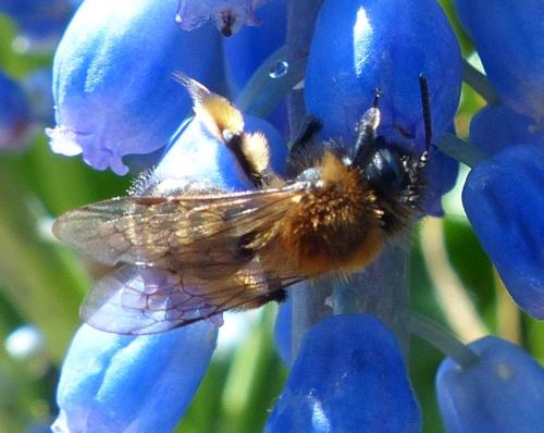 Andrena bicolor