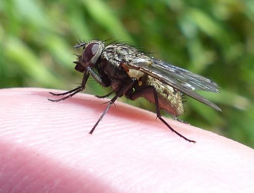 Helina evecta