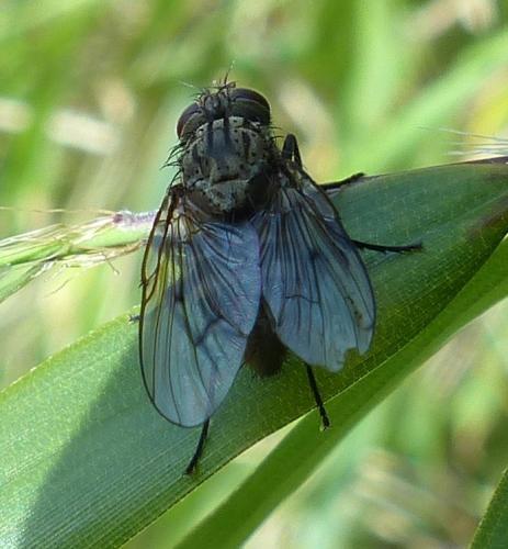 Réf. 202 025 : Helina evecta