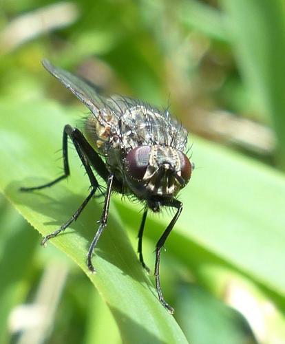 Réf. 202 026 : Helina evecta