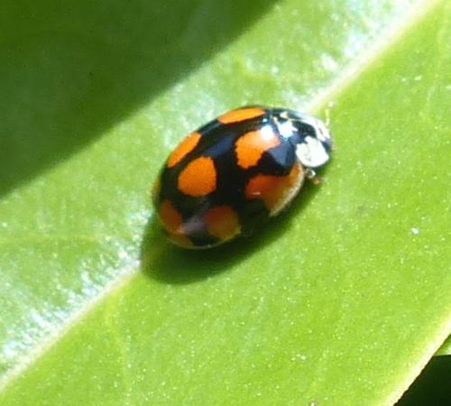Réf. 202 055 : Adalia decempunctata