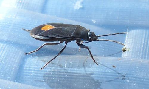 Aphanus rolandri