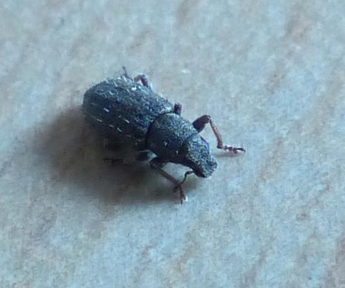 Réf. 202 231 : Sitona hispidulus