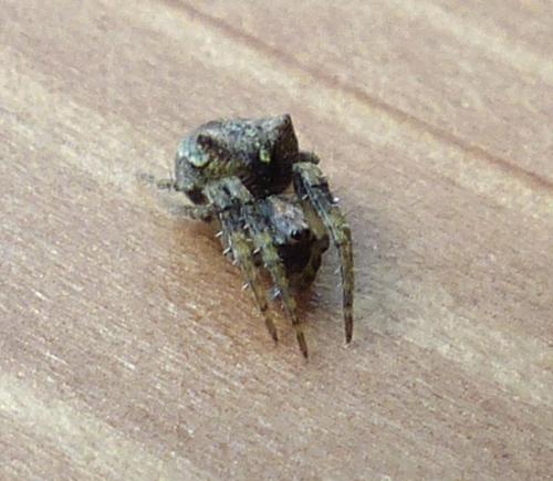 Réf. 202 304 : Gibbaranea gibbosa