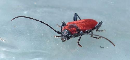 Réf. 202 311 : Pyrrhidium sanguineum