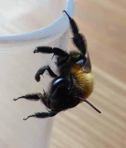 Réf. 202 335 : Andrena thoracica