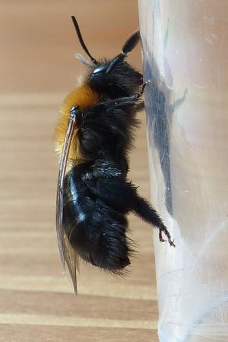 Réf. 202 336 : Andrena thoracica