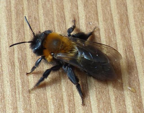 Réf. 202 337 : Andrena thoracica