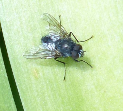 Hydrotaea sp.