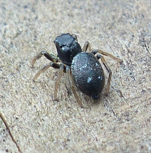 Heliophanus cupreus