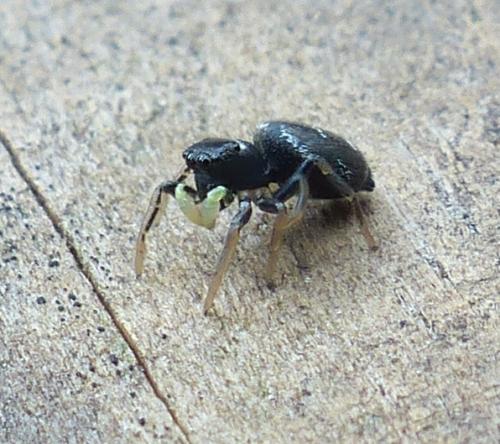 Réf. 202 360 : Heliophanus cupreus