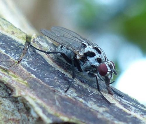 Réf. 202 368 : Anthomyia procellaris