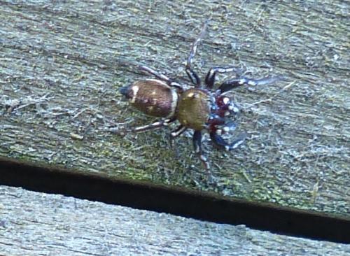 Heliophanus sp.