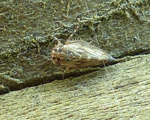 Agallia consobrina