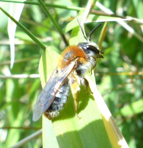Andrena haemorrhoa