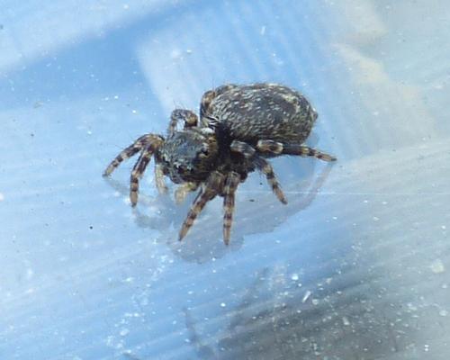 Pseudeuophrys erratica