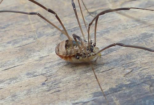 Leiobunum blackwallii