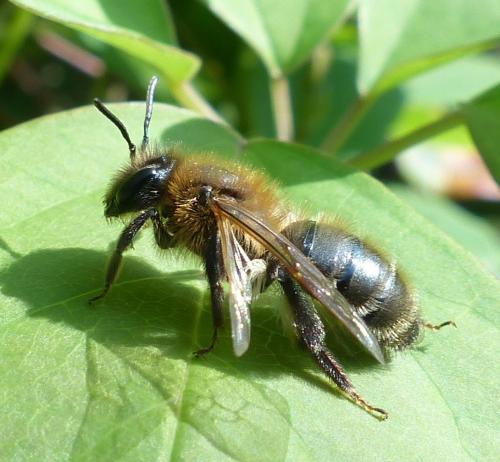 Andrena (scotica-trimmerana)