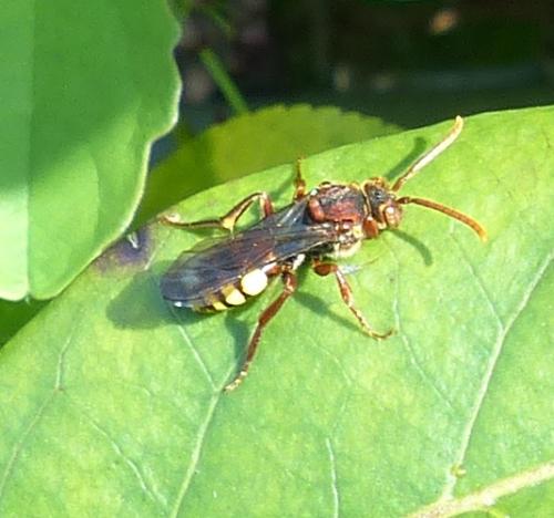 Nomada sp.