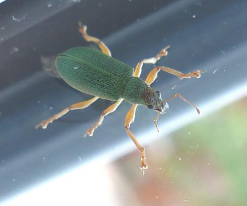 Polydrusus armipes