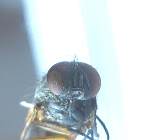 Fannia lustrator