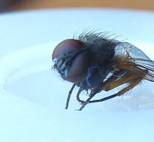 Fannia lustrator