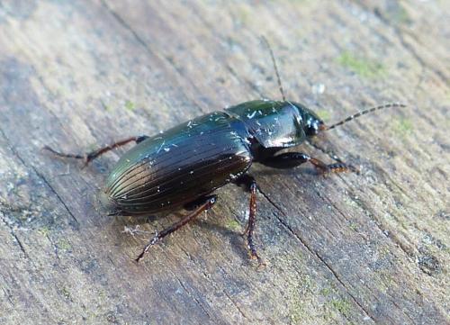 Harpalus distinguendus