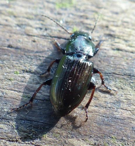 Réf. 202 673 : Harpalus distinguendus