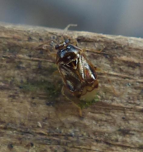 Deraeocoris lutescens