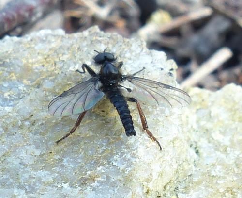 Réf. 202 618 : Bibio lanigerus