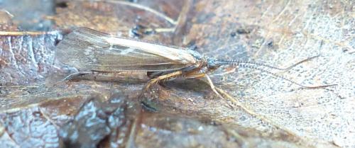 Réf. 202 683 : Limnephilus auricula