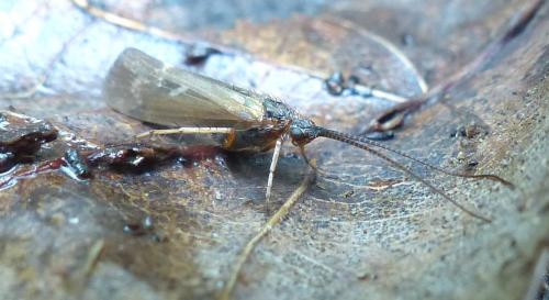 Limnephilus auricula