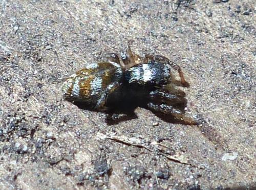 Salticus scenicus