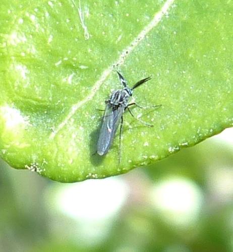 Dasyhelea sp.