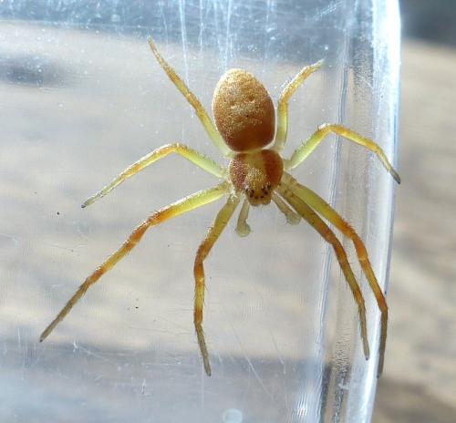 Philodromus sp.