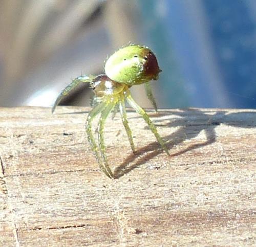 Araniella sp.