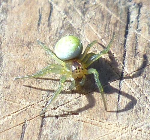 Araniella sp.